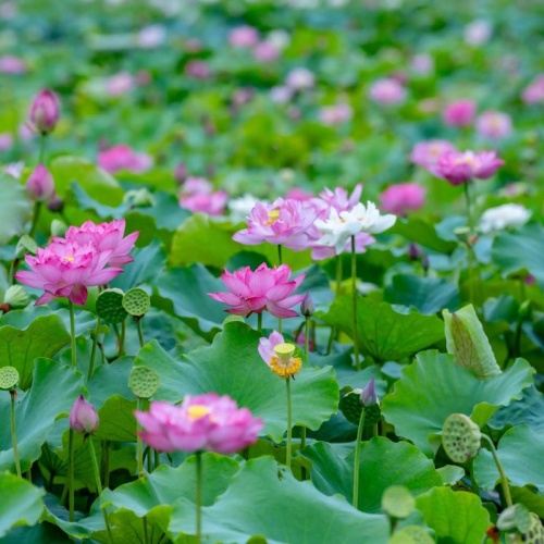 2026最良心红包游戏（无广告无门槛赚钱最快的游戏软件）